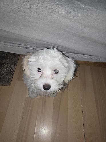 mali psi na poklon београд: Rasa/vrsta: mali bele boje kučići tipa bišon/maltese (duga, meka bela — 5