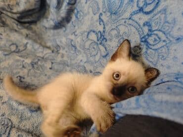 Cats: Dostupno sijamsko mače muškog pola, naviknuto na kućne uslove, naučeno — 3