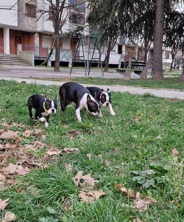 golubovi kupujem prodajem 2 strana: Na prodaju štenci rase BOSTON TERIJER, prekrasnih, zdravih roditelja — 15