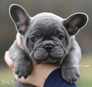 bigl kuce: – Na prodaju plavi i merle egzoticni francuski buldozi koji su — 3