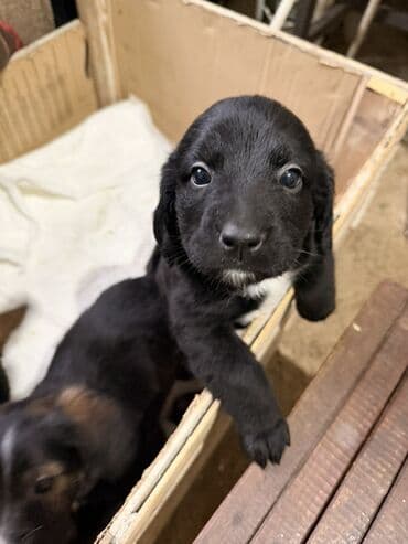 cetka za pomeranca: Štenci mešanci – više štenaca različitih boja i šara Opis: - Leglo — 3