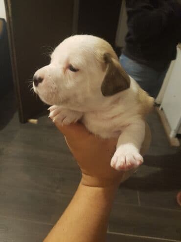 Cats: Stene staforda - Starost: mesec dana ženka samo danas 60e poslednja — 8