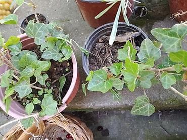 eva biljka cena: Zimzeleni bršljan (Hedera helix) u saksijama - Ukrasna — 1