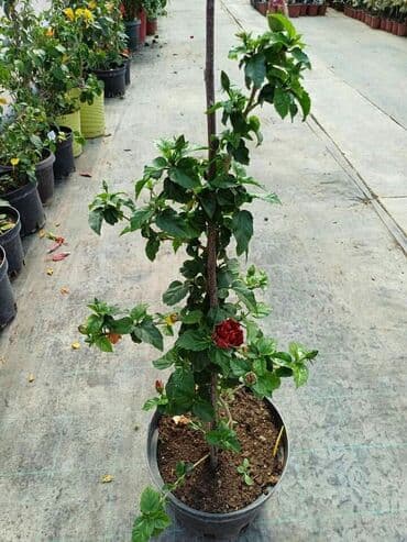 uradi sam boja za tekstil: Hibiskus vise boja po super ceni — 6