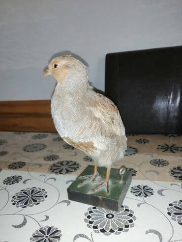 Preparirana ptica — 11