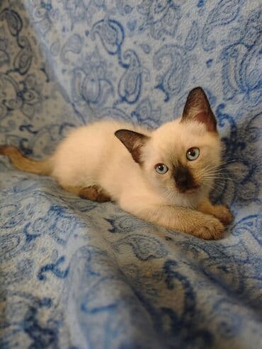Cats: Dostupno sijamsko mače muškog pola, naviknuto na kućne uslove, naučeno — 6