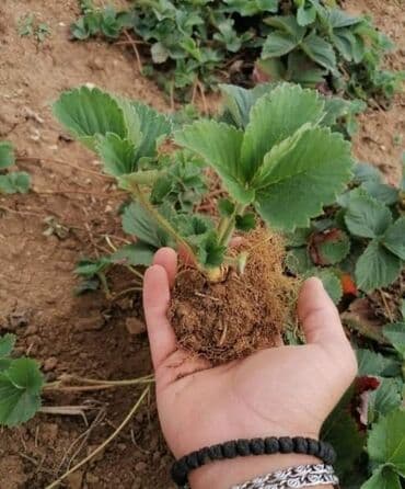 Sadnice raznobojnih jagoda
Cena: 150din/komad