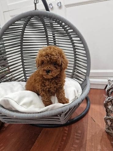 labradori na poklon: Pudle toy I teacup Registrovana odgajivacnica Hopy queen poodle ima — 3