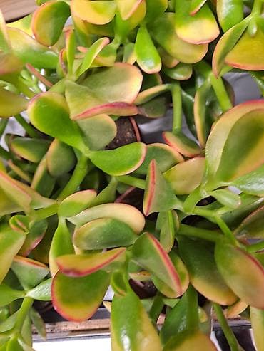 Crassula Ovata, Drvo Novca, velika biljka sa prve, druge i trece je