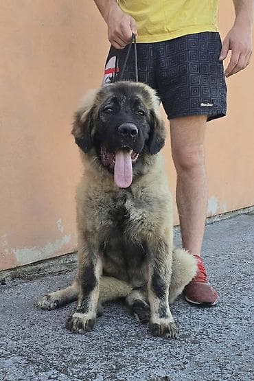 parenje pasa: Kavkaski ovčar vrhunski štenci Odgajivačnica Petar Veliki FCI 4469 sa — 7