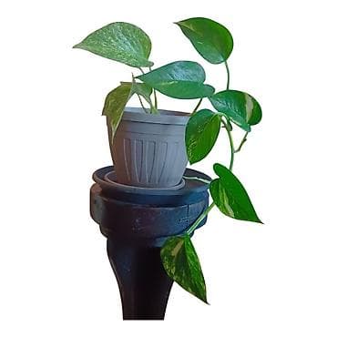 sobne ljubicice: Sobna biljka Epipremnum aureum (Scindapsus/“Pothos”) u saksiji — 2
