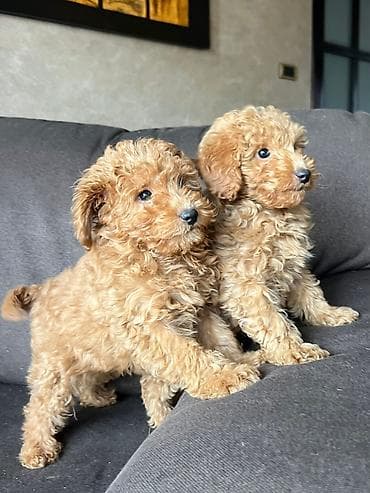 mini pudla cena: Muško i žensko štene toy pudle na prodaju. Lepe boje i dlake, sitnije — 1