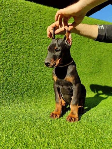 Psi: Doberman štenci dostupni Stari 65 dana Zlatni ( žuti) mužijak - 700 — 2