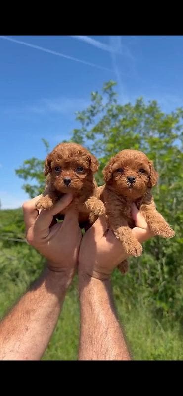 crvene pudle cena: Cavapoo-Kavapu (cavalier king charles spaniel + pudla) Cavapoo, u — 9