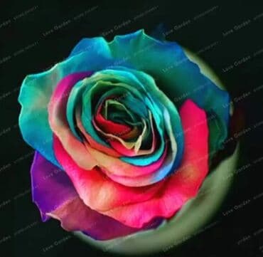 pustinjska ruza sadnice prodaja: Seme ruže
Cena:650din/10 semenki — 9