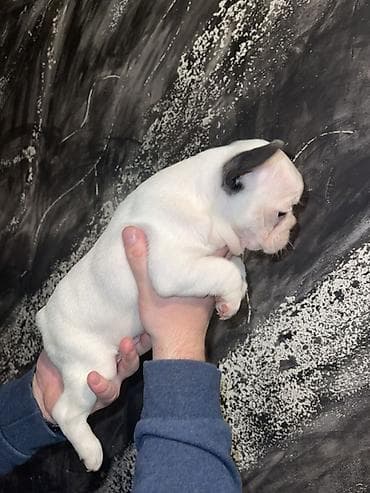 pomeranac mali psi za stan na poklon: Francuski buldog štenci – merle i bele šare, plave oči - Rasa — 7