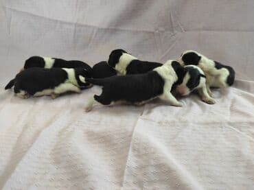 Domaće životinje: Border koli (collie ) štenad. Aspri eklesija kennel (odgajivačnica) — 2