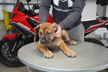 Psi: Sa ponosom predstavljamo vrhunske štence rase Južnoafrički mastif – — 1