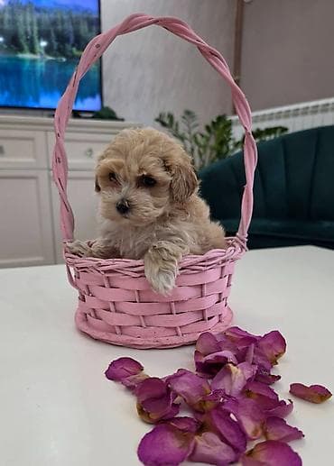 kovrdzavi bison stenci: Preslatki maleni MALTIPOO stenci, spremni su za preuzimanje. Jako — 6