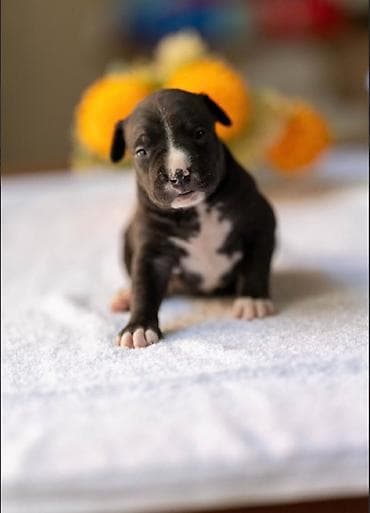 Psi: American pitbull terier Na prodaju stenci americkog PITBULL terijera — 2