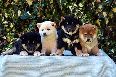 za stan mali psi na poklon: NEW "MINMIGORA' S" litter "Minmigora' s" Shiba Inu kennel present new — 2