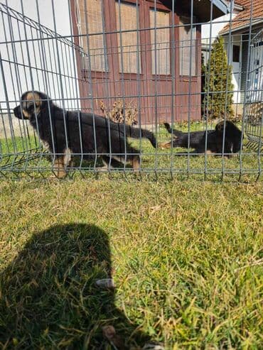 Životinje: Odgajivacnica Nemackih Ovcara Winner Line iz Kraljeva predstavlja — 7