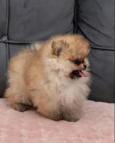 labrador stenci prodaja: U ponudi dva steneta Pomeranca starosti 2 meseca. Muzjak i zenka — 1