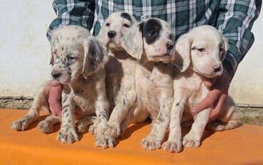 stenci prodaja: Engleski Seter štenci Štenad Engleskog Setera od radnih i — 4