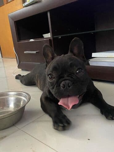 mini psi za stan: Francuski buldog – mužjak, tigraste (brindle) crne boje sa belom — 6