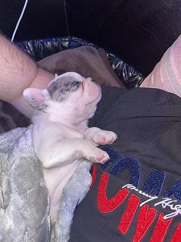 slatki psi: Francuski bulldog štene, jedinstven merle šare. Kompaktno, snažno — 3