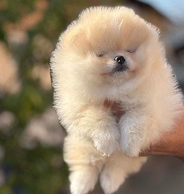 transporter za pse na kuku: Pomeranac stenci Pomeranci na prodaju sa kompletnom putnom i — 7