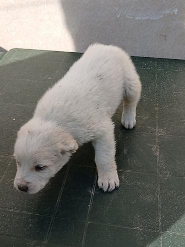 stenci azijata: Na prodaju ženka azijata (srednjeaziski ovčar) Stara 6. Nedelja — 3