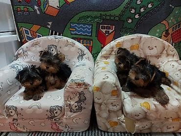 francuski buldog na prodaju: U ponudi jorkici top kvaliteta! Stenci su zdravi, ocisceni soltrex — 8