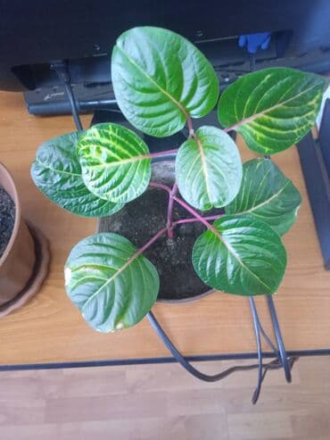 Other Houseplants: Sobno cvece — 1