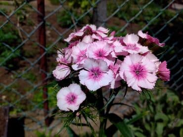 Sve za vikendicu i baštu: Na prodaju seme turskog karanfila mix od 50+/- semenki - 100 dinara — 8