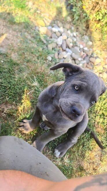 Psi: Prodajemo štence CANE CORSO vhunskog izložbenog kvaliteta sa — 14