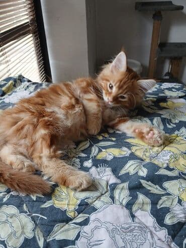 jeftina hrana za pse: Mace dugodlake – leglo prelepih mačića - Tip: kućne mačke dugodlake — 10