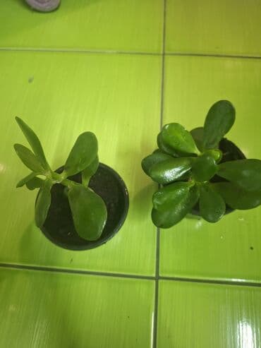 Krasula ili drvo novca obe saksije 500 din.ili pojedinacno 250 na lalafo.rs Krasula ili drvo novca obe saksije 500 din.ili pojedinacno 250