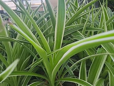 sobni javor: Filadendron, velika biljka sa prve slike je 1000, Chlorophytum sa — 3