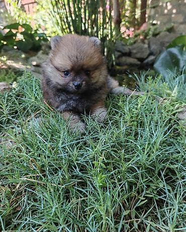 električni pastir za psa: U ponudi dve devojčice i jedan dečak Pomeranskog špica-pomeranaca — 4