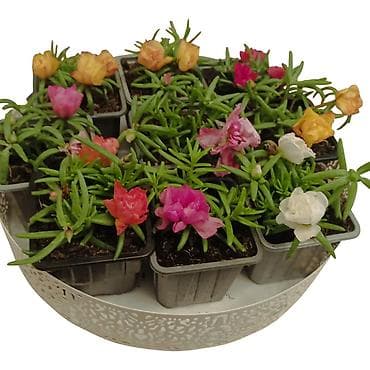 anatomski jastuk za sedenje: Prkos - (Portulaca grandiflora) – miks boja u saksijama - Sukulentna — 2