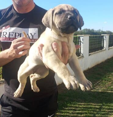 psi na poklon srbija: Presa Canario štenci na prodaju, stari mesec i po dana. Vakcinisani — 6