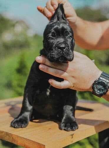 psi koji trazi tartufe: Postanite vlasnik jednog od naših vrhunskih Cane Corso štenaca — 14