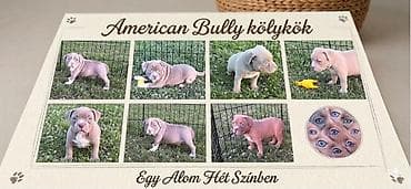 Psi: American bully pocket lilac štenci. 4 lilac zenki, 2 zute zenke — 3