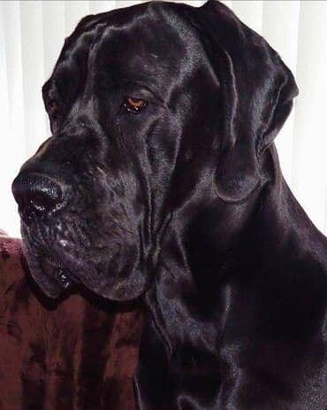 rasni psi na poklon земун, београд: Nemačka doga štenci Štenci nemačke doge vrhunskog porekla sa svim — 2