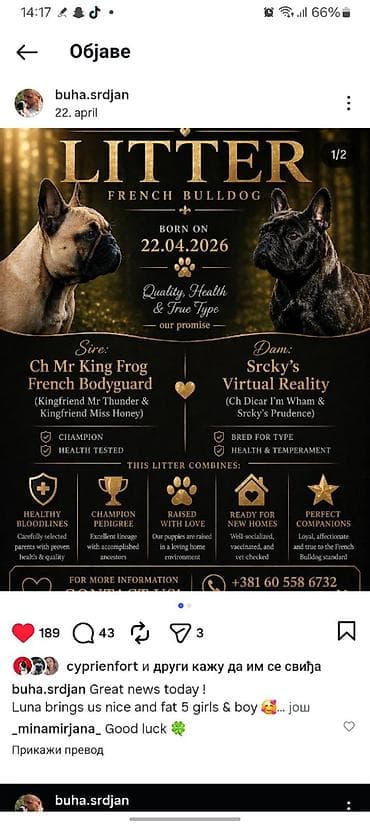French Buldog kennel Srcky's Fci 3759 oglasava vrhunsko leglo 3 zenke na lalafo.rs French Buldog kennel Srcky's Fci 3759 oglasava vrhunsko leglo 3 zenke