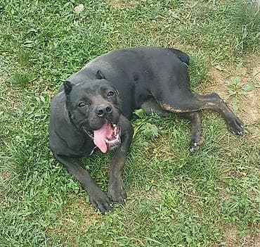 psi za udomljavanje beograd: Trazi se odgovoran vlasnik i ljubitelj rase Cane Corso sa uslovima za — 4