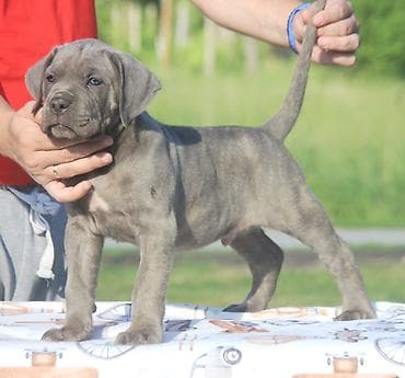 mali psi za udomljavanje: Cane Corso štenci U ponudi veoma perspektivni štenci iz različitih — 5