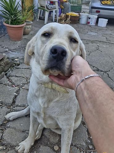 Ptice: Poklanjam psa beli Labrador curica stara 2.5 — 1