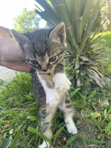 britanska kratkodlaka mačka poklanjam: Poklanjam mačiće 2 zenke ( belo-zelene ) i jednog muzjaka zelen — 4